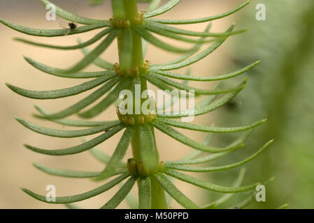 Mare-coda, Hippuris vulgaris Foto Stock