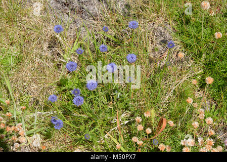 Pecore di bit, Jasione montana Foto Stock