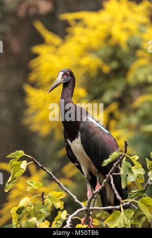 Bianco-cicogna panciuto chiamato anche Abdims Stork Ciconia abdimii Foto Stock