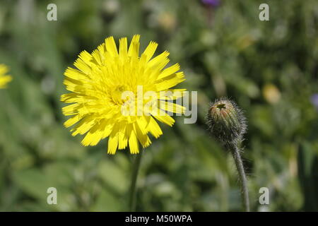 Mouse-ear hawkweed Hieracium pilosella Foto Stock