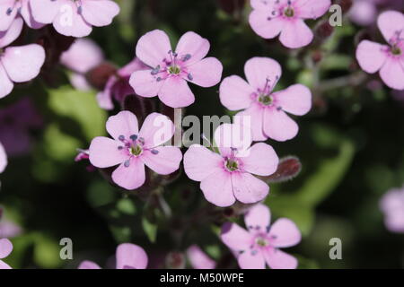 Rock soapwort Saponaria ocymoides Foto Stock