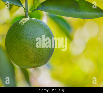 Arancia Navel circa per maturare sull'albero in Arizona Foto Stock