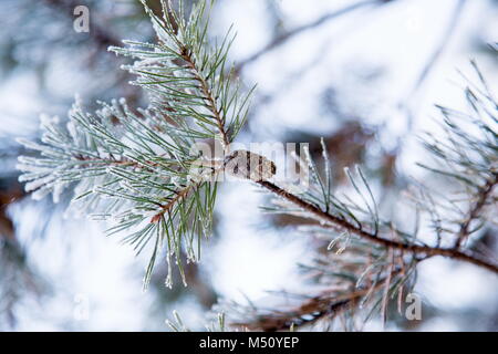 Coperte di neve ramo di pino con una pigna in inverno Foto Stock