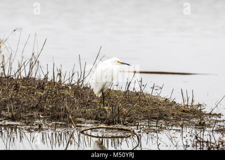 Una Garzetta (Egretta garzetta) presso la Merced National Wildlife Refuge nella valle centrale della California USA Foto Stock