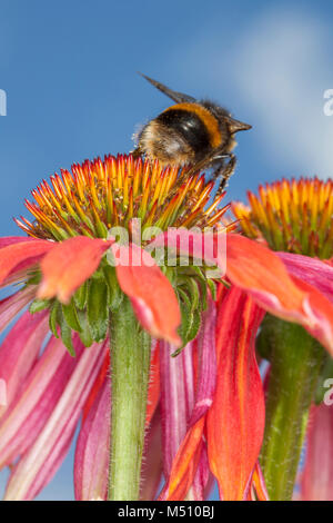 Un Bumble Bee per raccogliere il polline da un prodotto a base di Echinacea Cheyenne spirito fiore Foto Stock