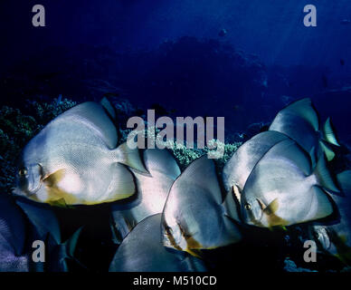 Questa scuola di circolare (batfish Platax orbicularis: 30 cm.) è stato fotografato durante il crepuscolo era caduta. La specie è rotondo e sottile (come una piastra di cena!) e ha la caratteristica distintiva di due bande scure, uno attraverso l'occhio e l'altra dietro la testa. Batfish vivono in proteggè Coral reef aree nell'Into-Pacific regioni; possono essere visto a volte intorno i naufragi. Si possono riscontrare gli stessi singolarmente o in piccoli gruppi, come in questo esempio. Si nutrono principalmente di invertebrati e piccoli pesci, anche se ho di tanto in tanto li vede la navigazione sulle alghe. Fotografato nel Mar Rosso egiziano. Foto Stock