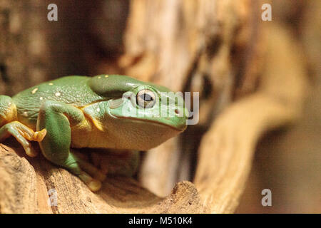 Magnifica raganella Litoria splendida Foto Stock