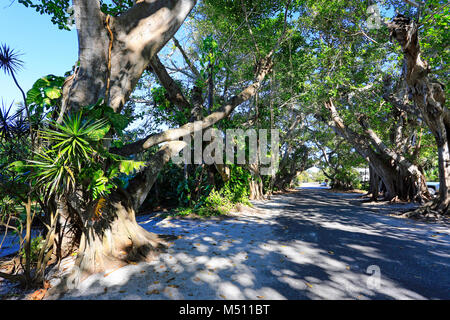 BANYAN TREE tettoia sopra Banyan Street in Boca Grande, Gasparilla Island, Florida, Stati Uniti d'America Foto Stock