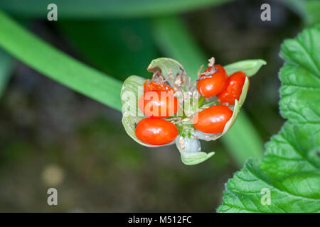 Spazzola di vernice, Elefanttunga (Haemanthus albiflos) Foto Stock