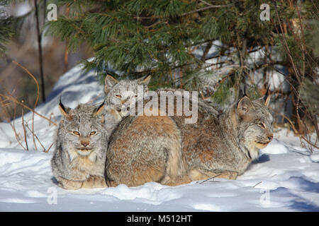 Una famiglia di cinque wild Lynx di Canada costituito da una femmina adulta (centro) e quattro gattini che sonnecchia e della cura del corpo al sole su un sub-zero la mattina in supe Foto Stock