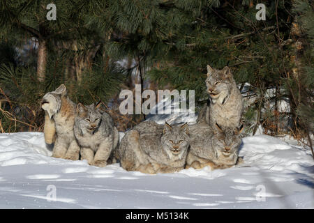 Una famiglia di cinque wild Lynx di Canada costituito da una femmina adulta (centro) e quattro gattini che sonnecchia e della cura del corpo al sole su un sub-zero la mattina in supe Foto Stock