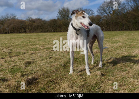 Lurcher in piedi in un campo Foto Stock