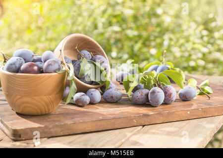 Prugne fresche sul tavolo di legno nella giornata di sole in giardino Foto Stock