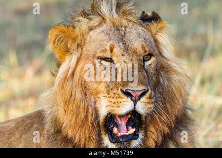 Ritratto di un maschio di leone che ruggisce Foto Stock