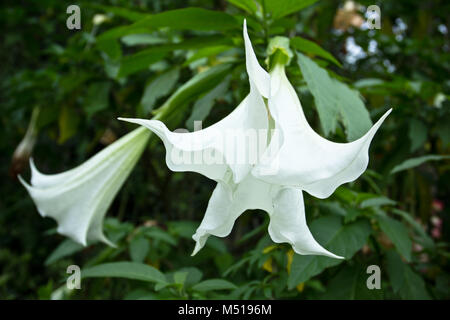 Datura bianca nella foresta pluviale Foto Stock