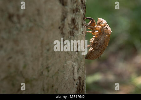 Molt della cicala sulla corteccia di albero di esoscheletro Cicala Foto Stock