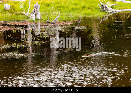 Beaver parco nazionale Tierra del Fuego patagonia Foto Stock