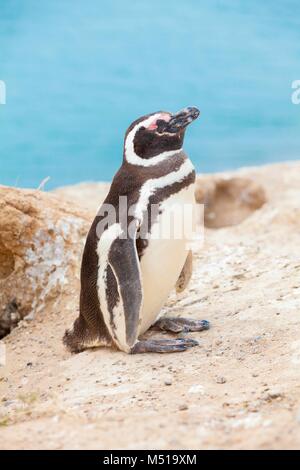 Magellanic penguin penisola Valdez Argentina Central Foto Stock