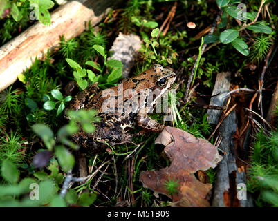Rana di foresta in erba, close-up Foto Stock