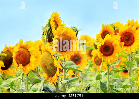 Bel colore giallo dei girasoli crescente sul campo di fattoria Foto Stock