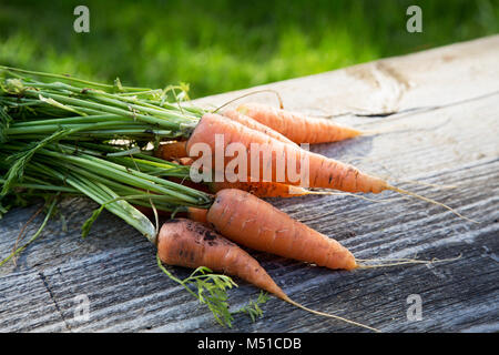 Mazzetto di carote dal letto poggia su vecchie schede madri Foto Stock