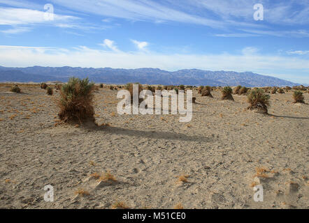 Deserto Sabbioso e arbusti a Devils Cornfield, Parco Nazionale della Valle della Morte. California Foto Stock