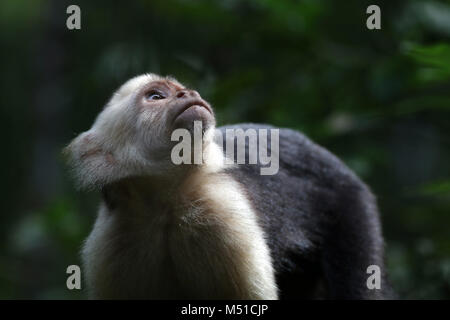 Faccia bianca Monkey Osa Peninsula Costa Rica Foto Stock