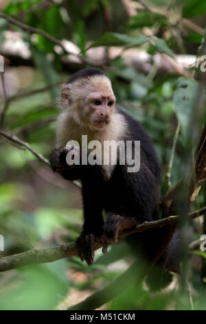 Faccia bianca Monkey Osa Peninsula Costa Rica Foto Stock