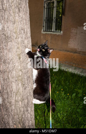 Bianco e nero gatto bloccato con la lingua di fuori, sul cablaggio di scrambling è su albero vicino a urban casa residenziale in serata d'estate. Foto Stock