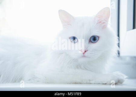 White cat guardando la telecamera seduta vicino alla finestra Foto Stock
