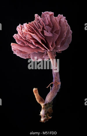 Studio Immagine di ametista deceiver toadstool, Laccaria amethystina. Il Dorset England Regno Unito GB su uno sfondo nero. Foto Stock