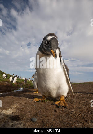 Close up di un pinguino Gentoo (Pygoscelis papua) pulcino, Isole Falkland. Foto Stock