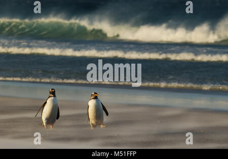 Due Pinguini camminare su una spiaggia di sabbia durante una tempesta meteo delle isole Falkland. Foto Stock