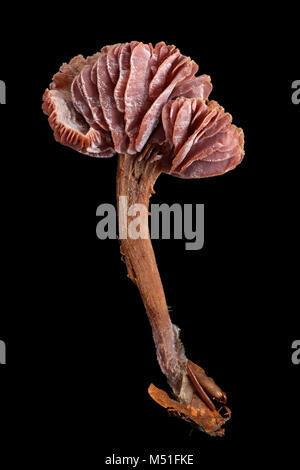 Studio Immagine di ametista deceiver toadstool, Laccaria amethystina. Il Dorset England Regno Unito GB su uno sfondo nero Foto Stock
