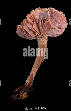 Studio Immagine di ametista deceiver toadstool, Laccaria amethystina. Il Dorset England Regno Unito GB su uno sfondo nero Foto Stock