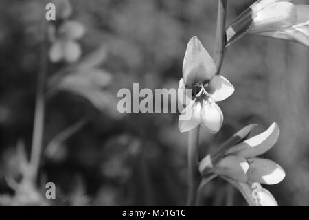 Gladiolus fiori nel fuoco selettivo contro uno sfondo di ulteriore blumi - elaborazione monocromatica Foto Stock