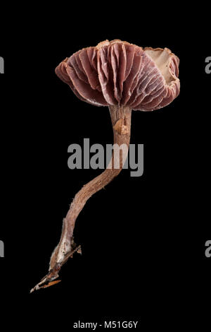 Studio Immagine di ametista deceiver toadstool, Laccaria amethystina. Il Dorset England Regno Unito GB su uno sfondo nero. Foto Stock