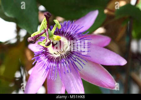 Viola fiore della passione nome latino di passiflora Foto Stock