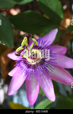 Viola fiore della passione nome latino di passiflora Foto Stock