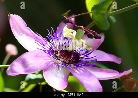 Viola fiore della passione nome latino di passiflora Foto Stock