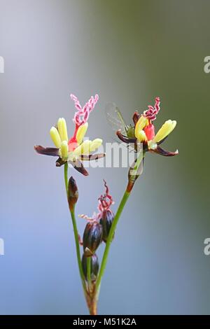 Fiori di Blackgrass, Juncus gerardii, noto anche come Black Needle rush o Saltmarsh rush Foto Stock