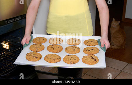 Vicino sul giovane femmina mani tirando il vassoio di soffice e fragrante di farina di avena cranberry cookies su carta pergamena sul vassoio da forno al di fuori del forno. Seduta di gatto Foto Stock