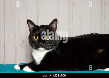 Un bianco e nero Tuxedo cat posa su una coperta di turchese guardando al visualizzatore. Un gatto bicolore o pezzati gatto è un gatto con il pelo bianco combinato con pelliccia Foto Stock