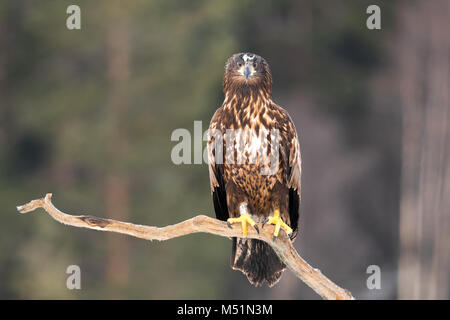 White Tailed sea eagle tiro da nascondere in Svezia Foto Stock