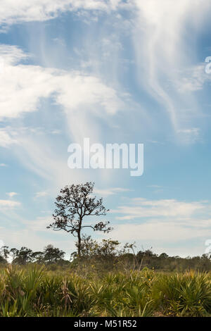 Lone Tree in Florida di macchia con mare di nuvole di coda Foto Stock