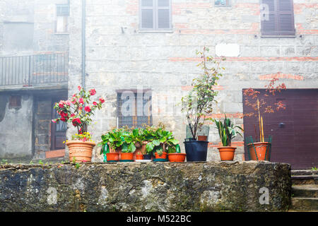 Piante in vaso su una parete in un cortile Foto Stock