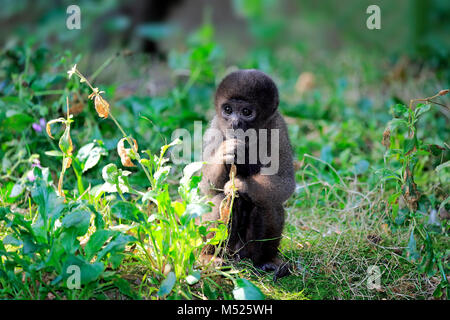 Brown lanosi scimmia (Lagothrix lagotricha),animale giovane mangiare,captive Foto Stock