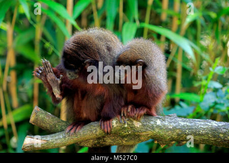 Titi ramato (Plecturocebus cupreus),adulto con un gattino seduto sul ramo,igiene personale,captive Foto Stock