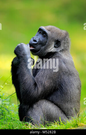 Pianura occidentale (gorilla Gorilla gorilla gorilla),femmina,siede nell'erba,captive Foto Stock