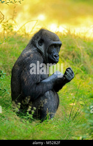 Pianura occidentale (gorilla Gorilla gorilla gorilla),femmina,siede nell'erba,captive Foto Stock